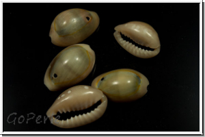 Cowry Shell, gefrbt, 10-16x10-11x3-5mm, 10 Stk.