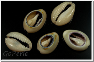 Cowry Shell, geschnitten, 18-20x13-14x6-8mm, 10 Stk.